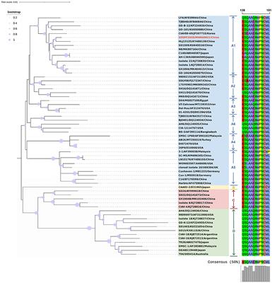 Genomic Characterization of CIAV Detected in Contaminated Attenuated NDV Vaccine: Epidemiological Evidence of Source and Vertical Transmission From SPF Chicken Embryos in China